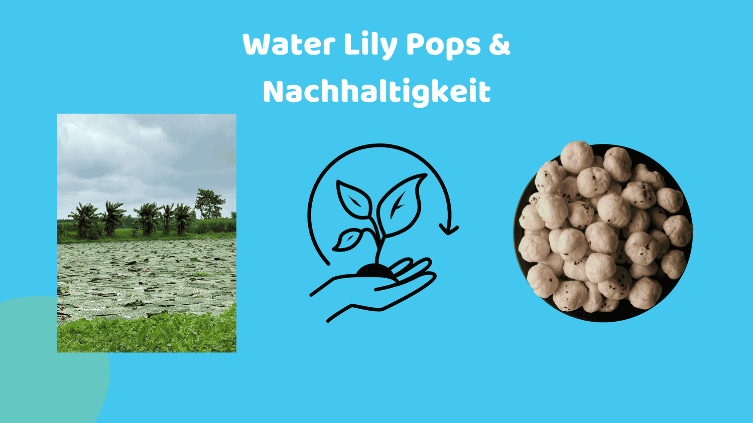 Link zum Bild von Water Lily Pops Anbaufläche und Nachhaltigkeit